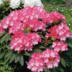 Fantastica 25-30 cm*Omnia Garden
