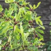 Ficus Carica Little Miss Figgy*Omnia Garden Hot