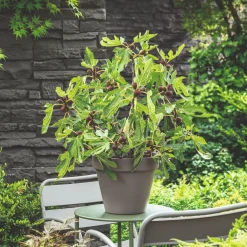 Ficus Carica Little Miss Figgy*Omnia Garden Hot