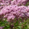 Fläckflockel Purple Bush Rosenflockel*Omnia Garden Clearance