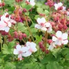 Flocknäva Geranium Macrorrhizum Spessart*Omnia Garden Clearance
