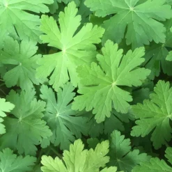 Flocknäva Geranium Macrorrhizum Spessart*Omnia Garden Clearance
