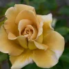 Floribundaros Honey Dijon Weksproulses*Omnia Garden Outlet