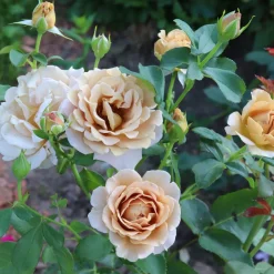 Floribundaros Honey Dijon Weksproulses*Omnia Garden Outlet