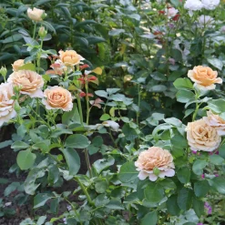 Floribundaros Honey Dijon Weksproulses*Omnia Garden Outlet