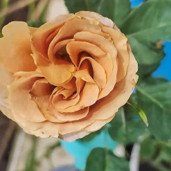 Floribundaros Honey Dijon Weksproulses*Omnia Garden Outlet
