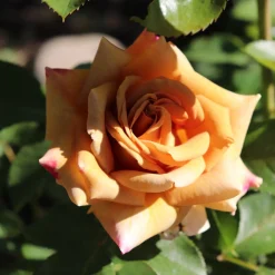 Floribundaros Honey Dijon Weksproulses*Omnia Garden Outlet