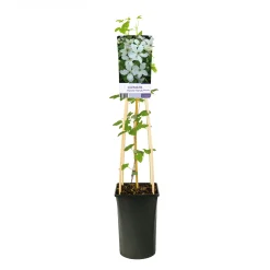 Forever Friends 40-60 cm*Omnia Garden Best