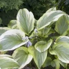 Fortunei Aureomarginata*Omnia Garden Sale