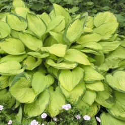 Fortunei Gold Standard*Omnia Garden Sale