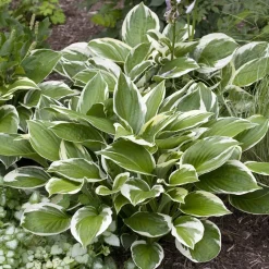 Fortunei Patriot*Omnia Garden