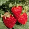Fragaria Ananassa Honeoye*Omnia Garden Hot