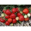 Fragaria Ananassa Rumba*Omnia Garden Outlet
