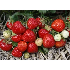 Fragaria Ananassa Rumba*Omnia Garden Outlet