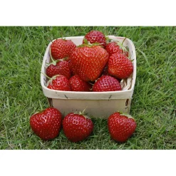 Fragaria Ananassa Rumba*Omnia Garden Outlet