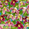 Freckles 40-60 cm*Omnia Garden Online