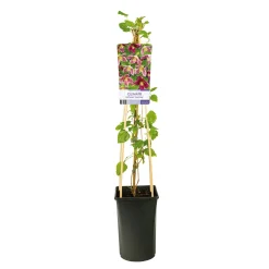 Freckles 40-60 cm*Omnia Garden Online