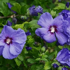 Frilandshibiskus Marina 70-80cm*Omnia Garden New