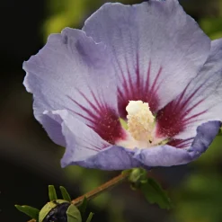 Frilandshibiskus Marina 70-80cm*Omnia Garden New