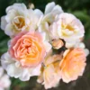 Ghislaine de Féligonde*Omnia Garden New
