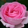 Ghita Renaissance*Omnia Garden Best