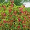 Ginnala 50-80 cm*Omnia Garden New