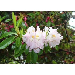 Gomer Waterer 30-40 cm*Omnia Garden Online
