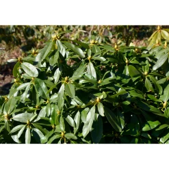 Gomer Waterer 30-40 cm*Omnia Garden Online