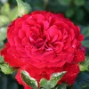 Grand Award*Omnia Garden Outlet