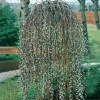Grönt Lövverk med Grenrik Krona 100-120 cm*Omnia Garden Best