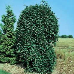 Grönt Lövverk med Grenrik Krona 100-120 cm*Omnia Garden Best