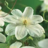 Guernsey Cream 40-60 cm*Omnia Garden Discount