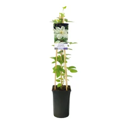 Guernsey Cream 40-60 cm*Omnia Garden Discount
