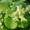 Hasselnöt Webb's Prize Cob*Omnia Garden Clearance