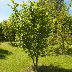 Hasselnöt Webb's Prize Cob*Omnia Garden Clearance