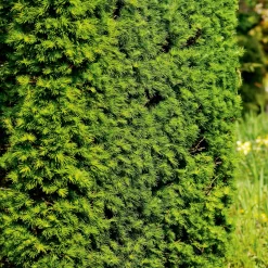 Häck Japansk Lärk  Bygghemma.se*Omnia Garden Best