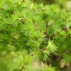 Häck Japansk Lärk  Bygghemma.se*Omnia Garden Best