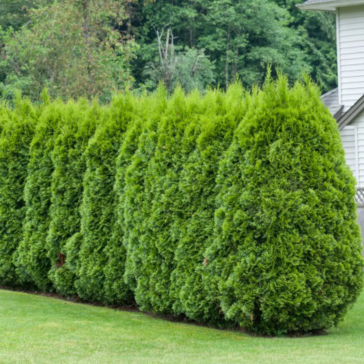 Häcktuja 15-40 cm*Omnia Garden Clearance