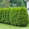 Häcktuja 15-40 cm*Omnia Garden Best