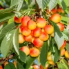 Heidi' E*Omnia Garden Sale