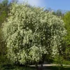 Hägg, Vit Blomning & Grönt Lövverk, 120-175 cm*Omnia Garden