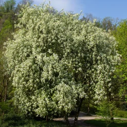 Hägg, Vit Blomning & Grönt Lövverk, 120-175 cm*Omnia Garden
