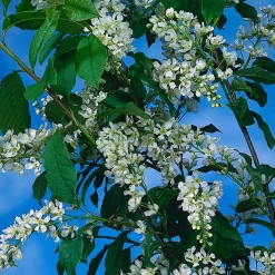 Hägg, Vit Blomning & Grönt Lövverk, 120-175 cm*Omnia Garden