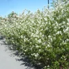 Häggmispel Amelanchier Spicata 50-80 cm*Omnia Garden Sale