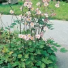 Höstanemon Königin Charlott*Omnia Garden Clearance