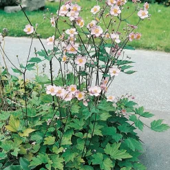 Höstanemon Königin Charlott*Omnia Garden Clearance