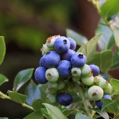 Hybrid Vaccinium Northblue*Omnia Garden New