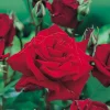 Ingrid Bergman*Omnia Garden Best