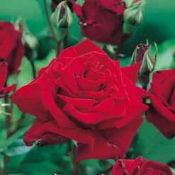 Ingrid Bergman*Omnia Garden Best