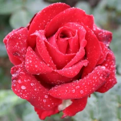 Ingrid Bergman*Omnia Garden Best